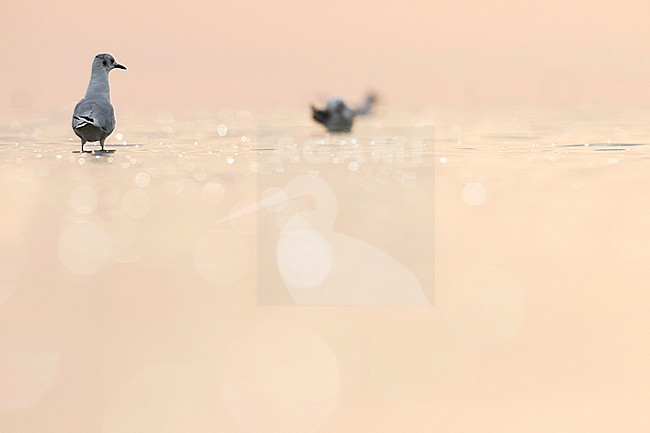 Black-headed Gull - Lachmöwe - Larus ridibundus, Germany, adult, winter plumage stock-image by Agami/Ralph Martin,