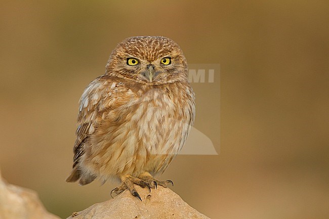 Little Owl - Steinkauz - Athene noctua saharae, Morocco, adult stock-image by Agami/Ralph Martin,