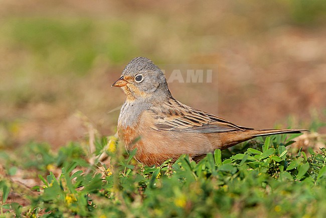 Adult Cretzschmar's Bunting (Emberiza caesia) during spring migration in Eilat, Israel. stock-image by Agami/Marc Guyt,