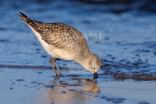 Grey Plover (Pluvialis squatarola), side view of an adult in winter plumage standing in the water, Campania, Italy stock-image by Agami/Saverio Gatto,