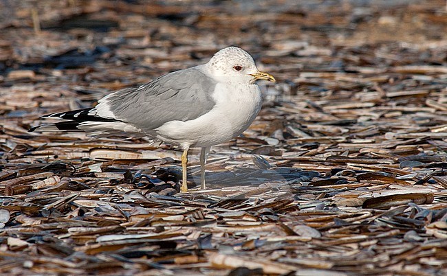 Adult Common Gull (Larus canus canus) standing on a beach covered in washed up razor clams in the Netherlands stock-image by Agami/Marc Guyt,