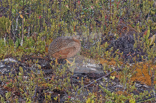 Snow Mountain Quail (Synoicus monorthonyx) in West Papua, Indonesia. stock-image by Agami/Pete Morris,