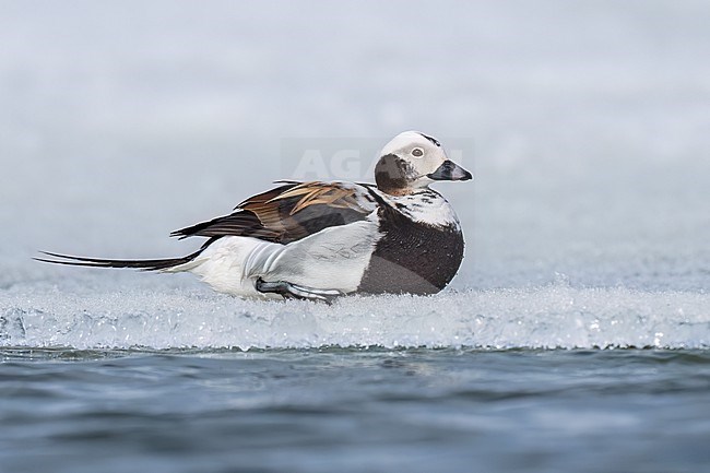 Adult male in transition to breeding
North Slope Borough, AK
June 2024 stock-image by Agami/Brian E Small,