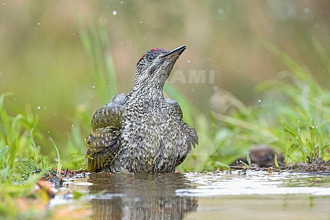 Immature Green Woodpecker at a drinking station stock-image by Agami/Alain Ghignone,