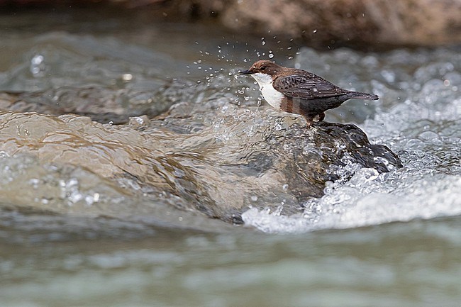 White-throated Dipper (Cinclus cinclus aquaticus) feeding in a alpine Rivulet in Bavaria, Germany. Feathers show its water repellent characteristics. stock-image by Agami/Mathias Putze,