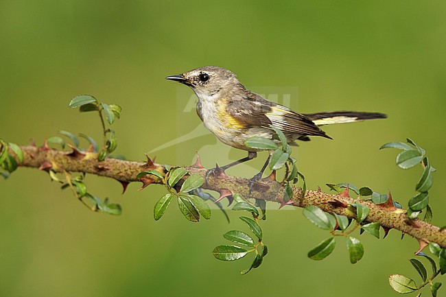 1st spring male
Galveston Co., TX
April 2017 stock-image by Agami/Brian E Small,