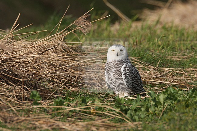 Verdwaalde Sneeuwuil op Texel; Vagrant Snowy Owl on Texel stock-image by Agami/Chris van Rijswijk,