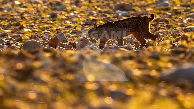 Female Iberian lynx (Lynx pardinus) named Datura standing over a rock watching the valley, Sierra Morena, Andujar, Andalucia, Spain. stock-image by Agami/Vincent Legrand,