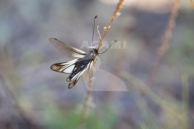 Libelloides sibiricus, Russia (Baikal), imago stock-image by Agami/Ralph Martin,