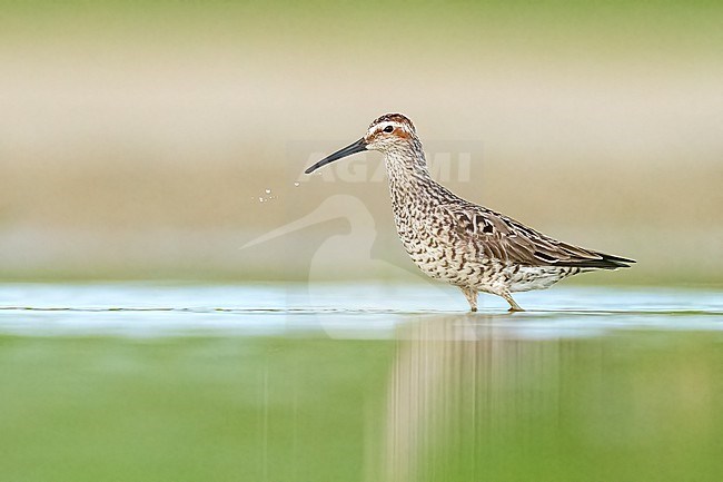 Adult breeding 
Galveston Co., TX
May 2023 stock-image by Agami/Brian E Small,