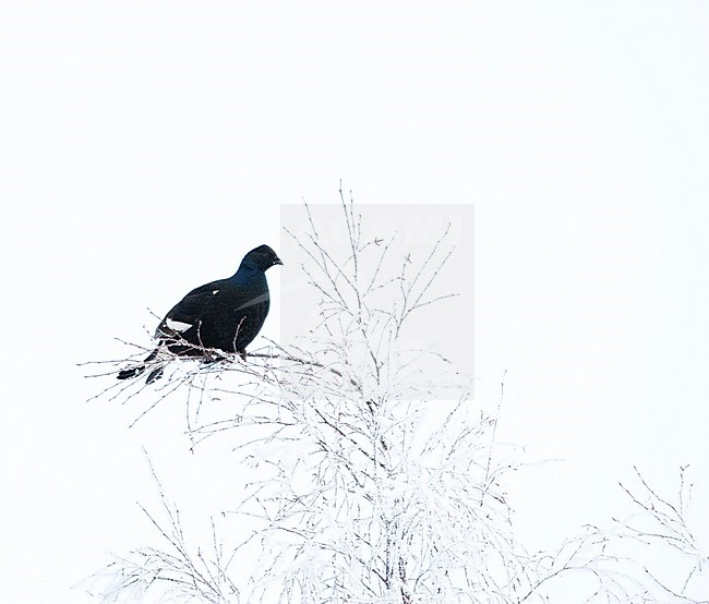 First-winter Black Grouse (Tetrao tetrix) perched in a frost covered tree in the taiga near Kuusamo in northern Finland. Seen on the front. stock-image by Agami/Marc Guyt,