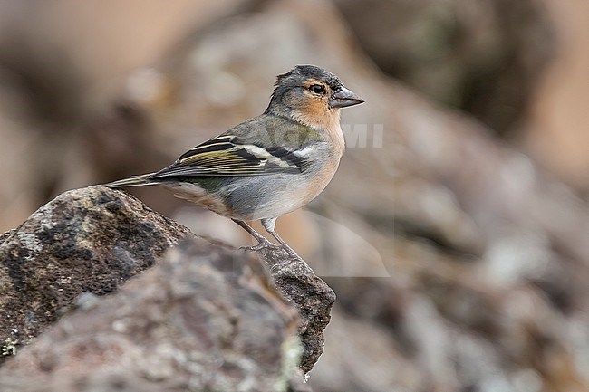 Male Azores Chaffinch (Fringilla moreletti) perched on a wall in Corvo, Azores, Portugal. stock-image by Agami/Vincent Legrand,