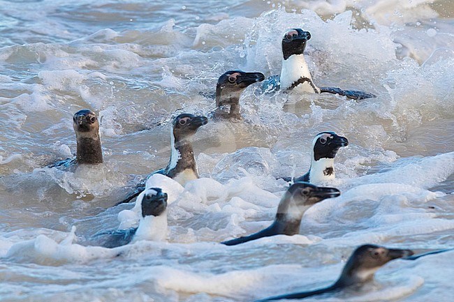 African Penguin (Spheniscus demersus), a flock emerging from the water, Western Cape, South Africa stock-image by Agami/Saverio Gatto,