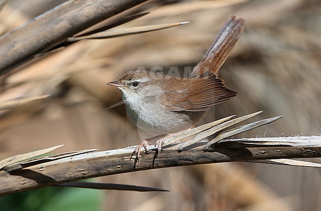 Cetti's warbler (Cettia cetti) taken the 19/03/2022 at Errachidia - Morroco stock-image by Agami/Aurélien Audevard,