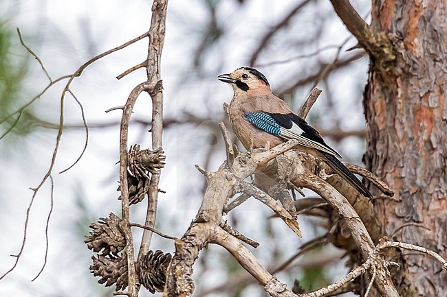 Eurasian Jay perched on a tree in Silifke, Mersin, Turkey. June 04, 2010. stock-image by Agami/Vincent Legrand,