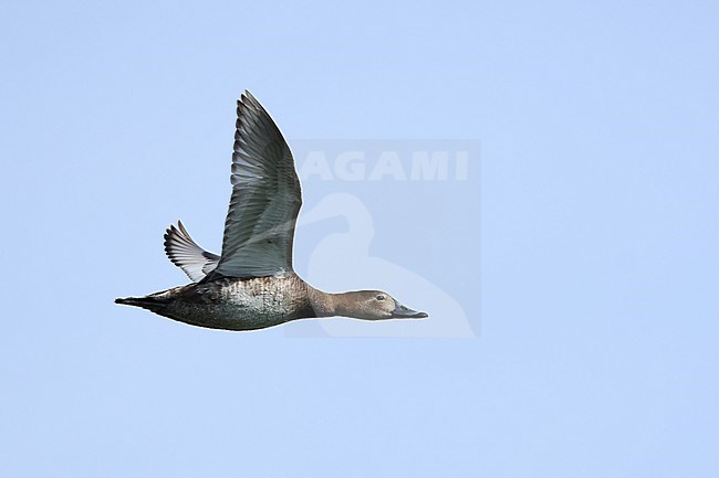 Adult female Common Pochard (Aythya ferina) in flight from below against the blue sky stock-image by Agami/Mathias Putze,