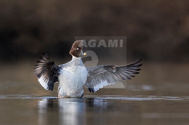 Common Goldeneye - Schellente - Bucephala clangula ssp. clangula, Germany, adult female stock-image by Agami/Ralph Martin,