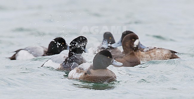 Scaup (Aythya marila) Utö Finland February 2017 stock-image by Agami/Markus Varesvuo,