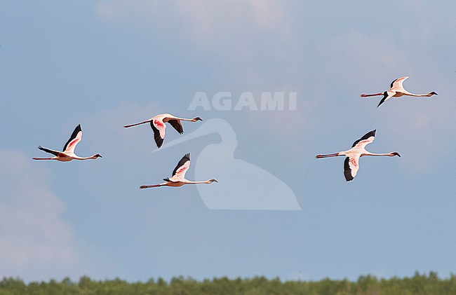 Kleine Flamingoâ€™s in vlucht; Lesser Flamingoâ€™s (Phoeniconaias minor) in flight stock-image by Agami/Marc Guyt,