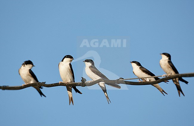Several Common House Martins (Delichon urbicum) perched on electricity wire in Spain. stock-image by Agami/Markus Varesvuo / Wild Wonders,