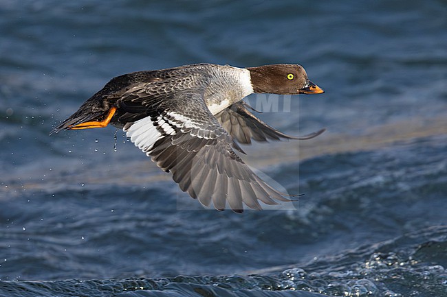 Barrow's Goldeneye (Bucephala islandica), side view of an adult female in flight, Northeastern Region, Iceland stock-image by Agami/Saverio Gatto,
