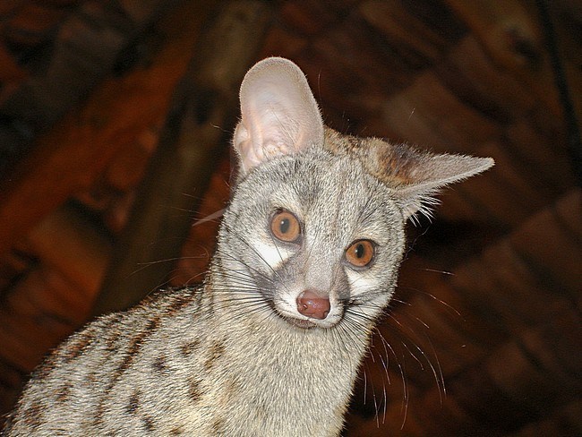 Common genet stock-image by Agami/Pete Morris,