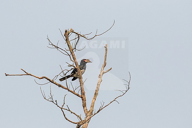 Piping Hornbill (Bycanistes fistulator) in Angola. stock-image by Agami/Pete Morris,