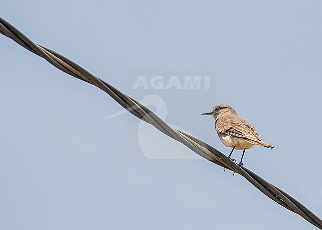 Rufous-webbed Bush Tyrant (Cnemarchus rufipennis) in northern Peru. stock-image by Agami/Pete Morris,