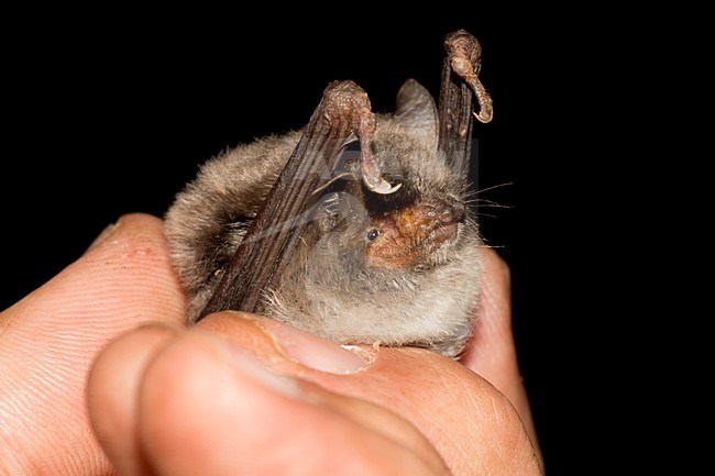 Capaccini's Vleermuis, Long Fingered Bat stock-image by Agami/Theo Douma,