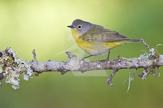 Adult female
Galveston Co., TX
April 2011 stock-image by Agami/Brian E Small,