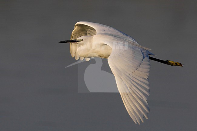 Kleine Zilverreiger in de vlucht; Little Egret in flight stock-image by Agami/Daniele Occhiato,