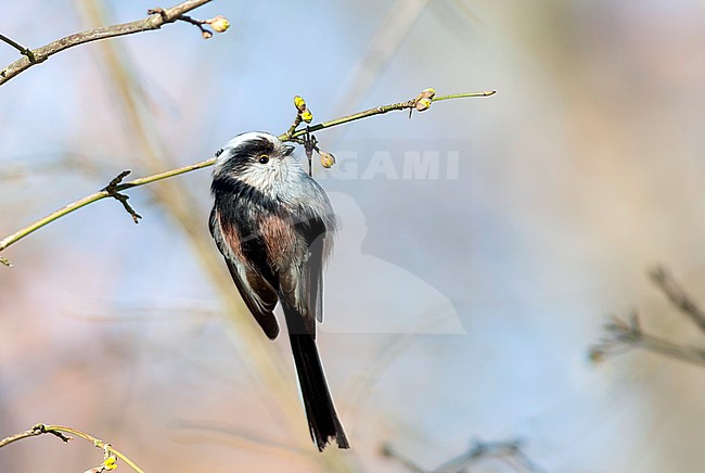 Long-tailed Tit (Aegithalos caudatus europaeus) clinging to a twig in a small tree in Germany. stock-image by Agami/Ralph Martin,