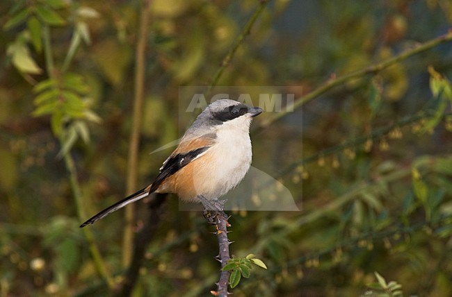 Langstaartklauwier, Long-tailed Shrike stock-image by Agami/Marc Guyt,