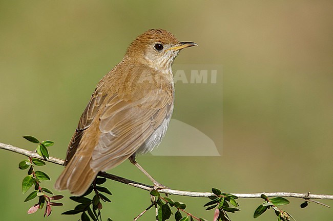 Adult Veery (Veery, Catharus fuscescens)
Galveston Co., Texas, USA stock-image by Agami/Brian E Small,