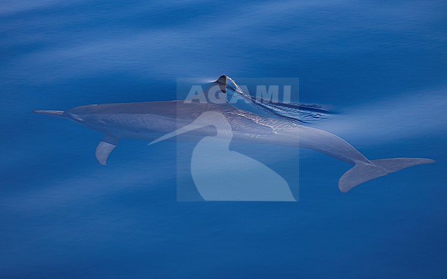 Spinner Dolphins (Stenella longirostris) swimming, viewed from above, picture taken from a boat with the animal visible due to extremely clear water. The tip of the dorsal fin just protrudes above the water. stock-image by Agami/Lennart Verheuvel,