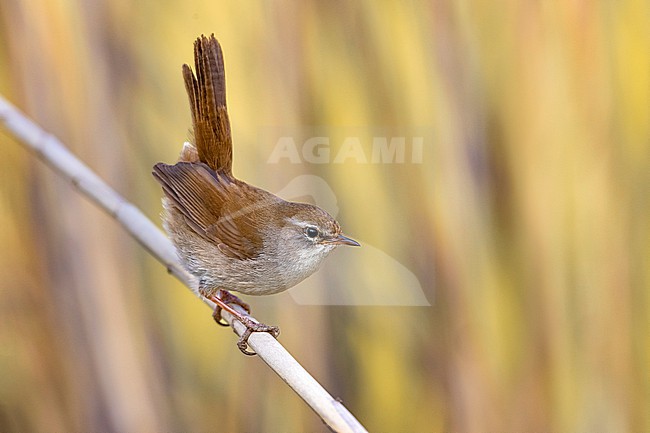 Cetti's Warbler, Cettia cetti, in Italy. Perched on a twig. stock-image by Agami/Daniele Occhiato,