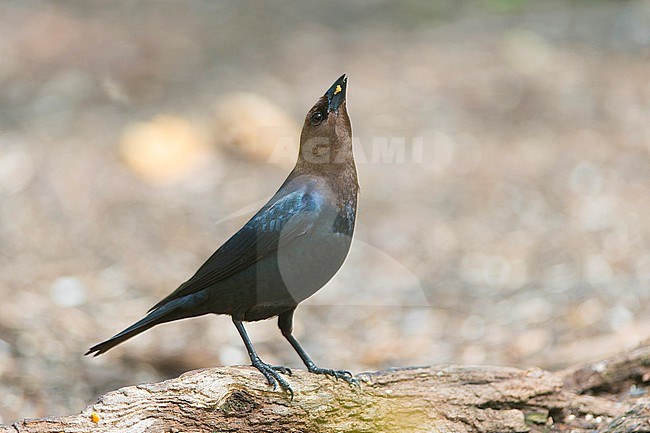 A nice adult Brown-headed Cowbird is seen holding up its head with some food in its beak against a clear light grey background stock-image by Agami/Jacob Garvelink,