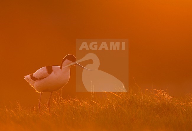 Kluut, Pied Avocet stock-image by Agami/Danny Green,