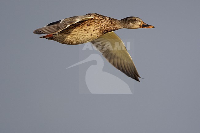 Wilde Eend vrouwtje vliegend; Mallard female flying stock-image by Agami/Arie Ouwerkerk,