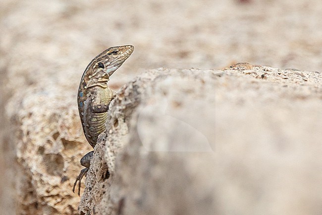 Tenerife lizard (Gallotia galloti) moving on a rock, with a stony background, in Tenerife, Canary islands. stock-image by Agami/Sylvain Reyt,