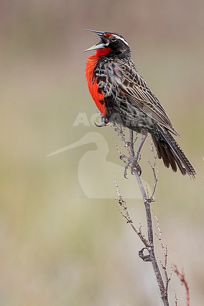 Long-tailed Meadowlark (Leistes loyca) Perched to top of dry scrubs  in Argentina stock-image by Agami/Dubi Shapiro,
