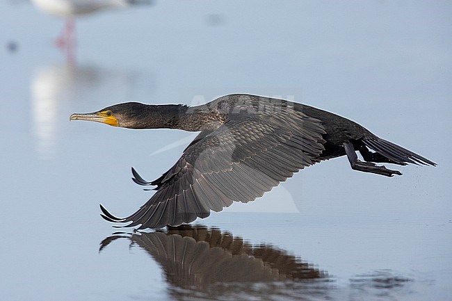 Continental Great Cormorant (Phalacrocorax carbo sinensis), side view of a juvenile in flight,  Campania, Italy stock-image by Agami/Saverio Gatto,