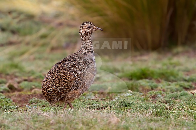 Birds of Peru, an Ornate Tinamou (Nothoprocta ornata). stock-image by Agami/Dubi Shapiro,