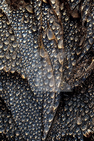 Dewdrops on the feathers of a dead Barnacle Goose. stock-image by Agami/Wil Leurs,