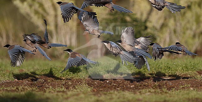 Iberian Magpie (Cyanopica cooki) flock taking off at Sierra Morena, Andalusia, Spain stock-image by Agami/Helge Sorensen,