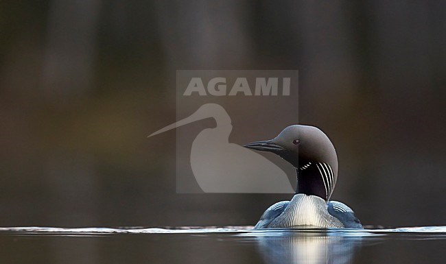 Adulte Parelduiker in zomerkleed; Adult summer Black-throated Loon stock-image by Agami/Markus Varesvuo,