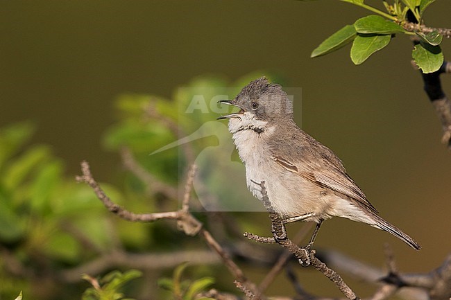 Hume's Whitethroat (Sylvia althaea), Tajikistan, adult perched and singing on a branch stock-image by Agami/Ralph Martin,