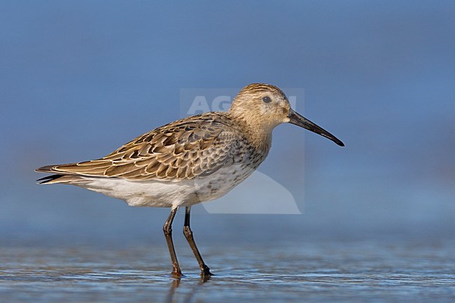 Onvolwassen Bonte Strandloper; First winter Dunlin stock-image by Agami/Daniele Occhiato,