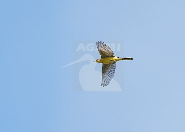 Blue-headed Wagtail (Motacilla flava) on migration flying against a blue sky showing underside and wings fully spread stock-image by Agami/Ran Schols,