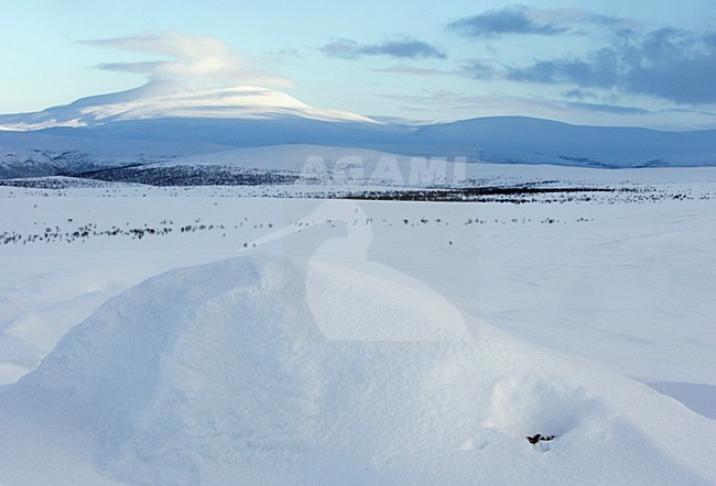 Alpensneeuwhoen sporen in de sneeuw, Rock Ptarmigan tracks in the snow stock-image by Agami/Markus Varesvuo,